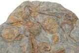 Exceptionally Preserved Fossil Starfish With Brittle Stars #225764-2